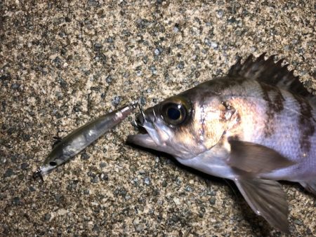 二見メバリング17