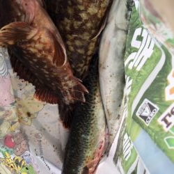 メバリングのはずが