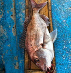 幸吉丸 釣果