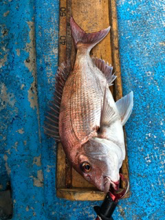 幸吉丸 釣果