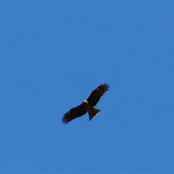 小菅トラウトガーデン 釣果