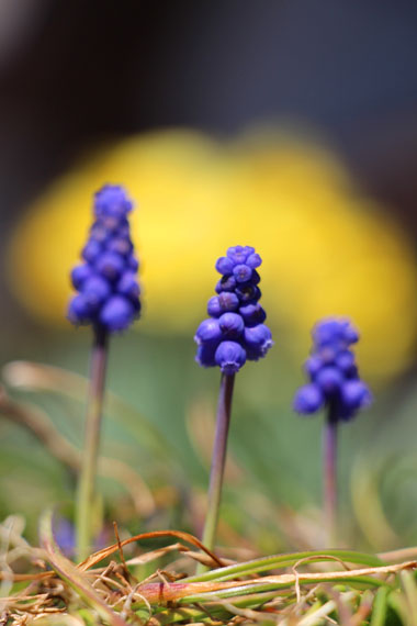 小菅トラウトガーデン 釣果