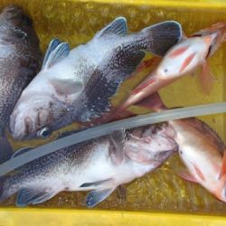 第二むつ漁丸 釣果