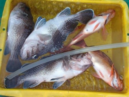 第二むつ漁丸 釣果