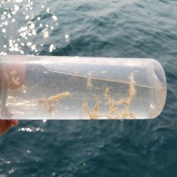 遊漁船 ニライカナイ 釣果