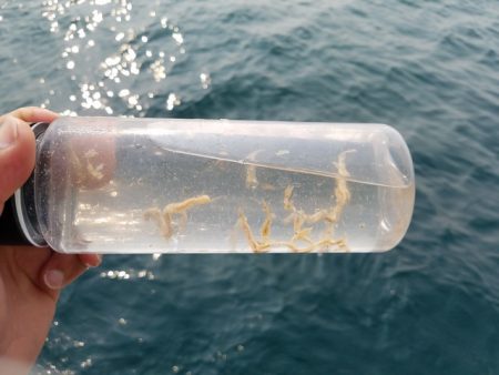 遊漁船 ニライカナイ 釣果