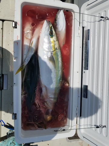 遊漁船 ニライカナイ 釣果