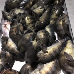 Magic(マジック) 釣果