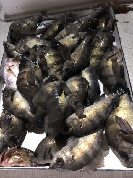 Magic(マジック) 釣果