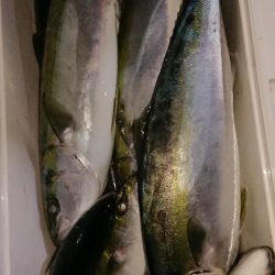 スカイマリン 釣果