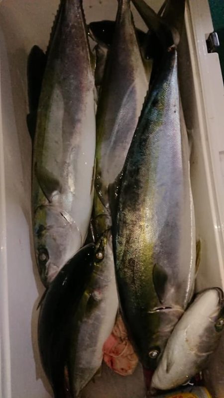 スカイマリン 釣果