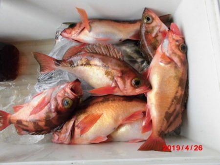 大進丸（新潟） 釣果