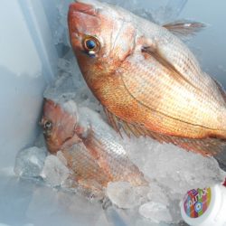 こうゆう丸 釣果