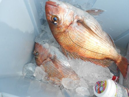 こうゆう丸 釣果