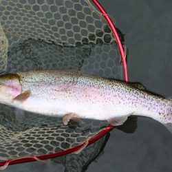 小菅トラウトガーデン 釣果