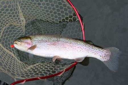 小菅トラウトガーデン 釣果