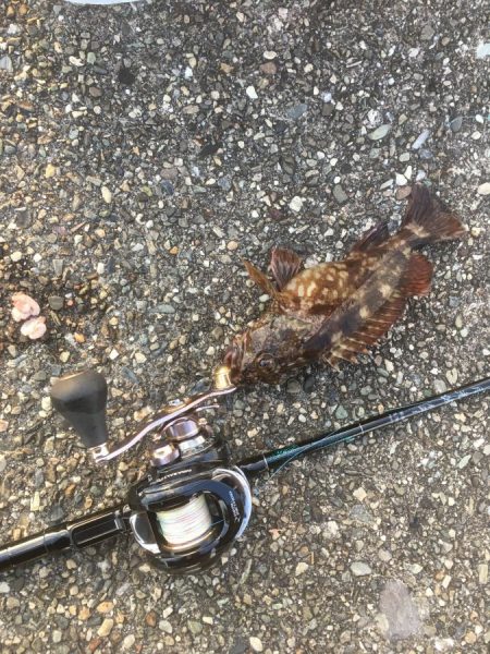 コスパ高の波止遊び【きしょう氏連載 vol.9】