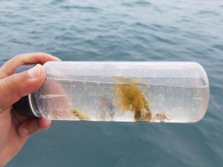 遊漁船　ニライカナイ 釣果