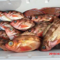 大進丸(新潟) 釣果