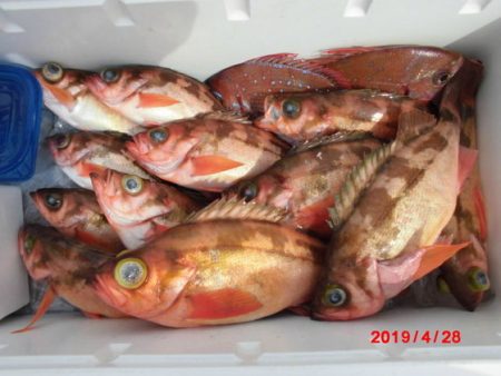 大進丸(新潟) 釣果