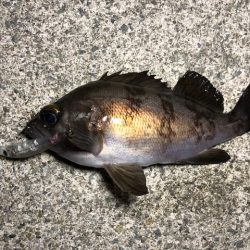 二見メバリング18