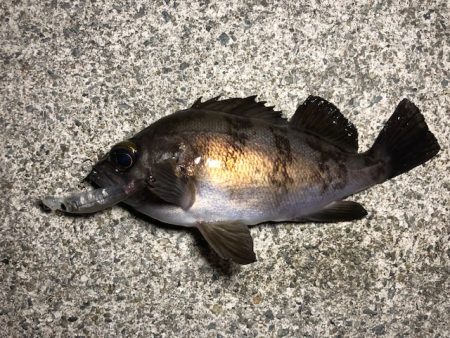 二見メバリング18