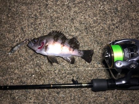 二見メバリング17