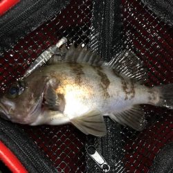 二見メバリング18