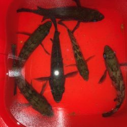 二見メバリング17