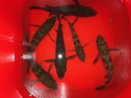 二見メバリング17