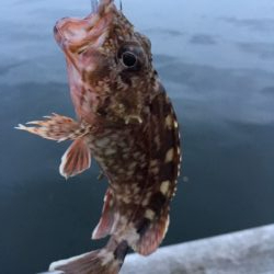 メバルはどこへ？