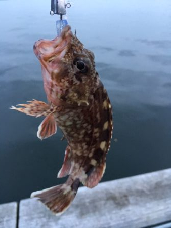 メバルはどこへ？