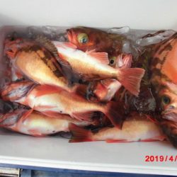 大進丸(新潟) 釣果