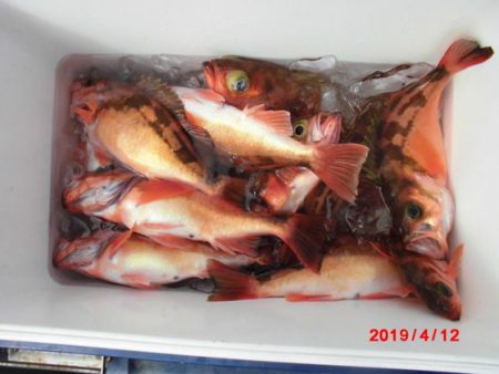 大進丸(新潟) 釣果