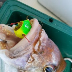 遊漁船　ニライカナイ 釣果