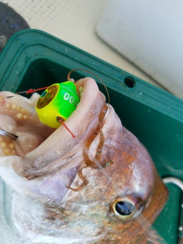 遊漁船　ニライカナイ 釣果