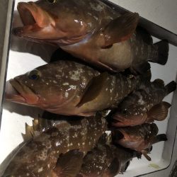 Magic(マジック) 釣果