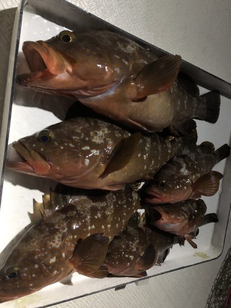 Magic(マジック) 釣果