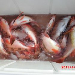 大進丸(新潟) 釣果