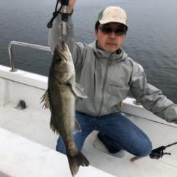 シーマジカル 釣果