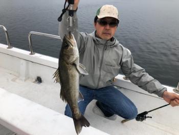 シーマジカル 釣果