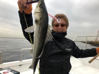 シーマジカル 釣果