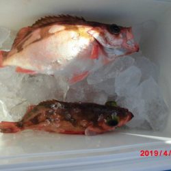 大進丸（新潟） 釣果