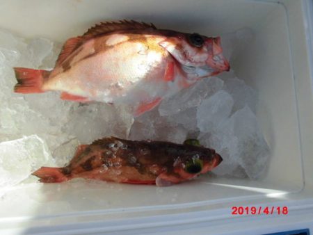 大進丸（新潟） 釣果