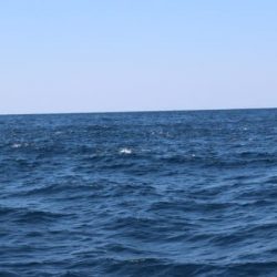 へいみつ丸 釣果