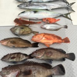 ミタチ丸 釣果