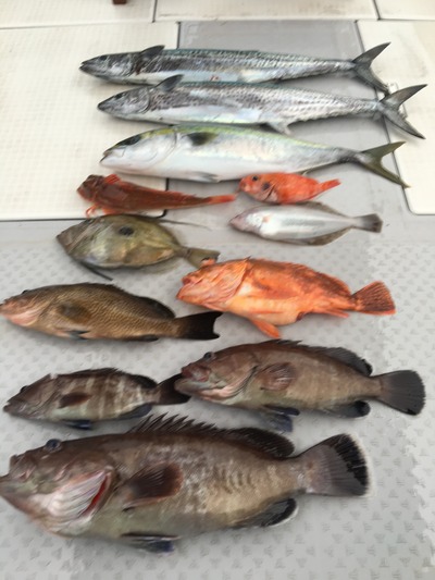 ミタチ丸 釣果