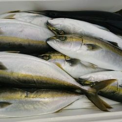 スカイマリン 釣果