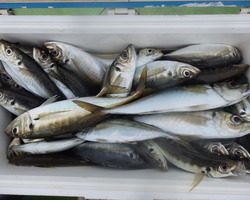 久里浜黒川本家 釣果