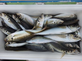 久里浜黒川本家 釣果